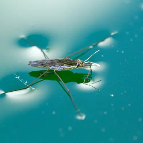Insekt schwimmt auf der Wasseroberfläche